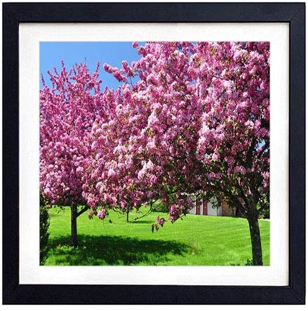 Framed Wall Art- trees blossoming spring garden yard